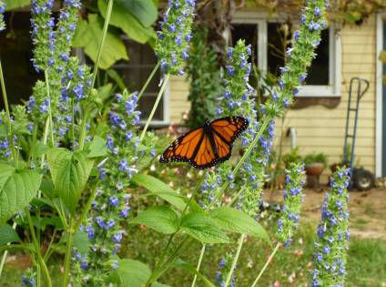 chia and butterfly